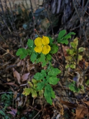 Chelidonium asiaticum