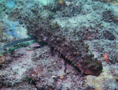 Australostichopus mollis