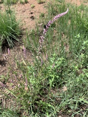 Hermbstaedtia odorata