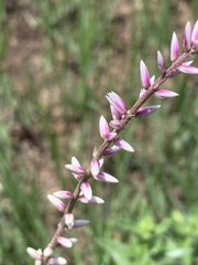 Hermbstaedtia odorata