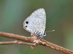 Leptotes