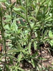 Hermbstaedtia odorata