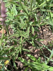 Hermbstaedtia odorata