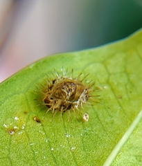 Chilocorus nigritus