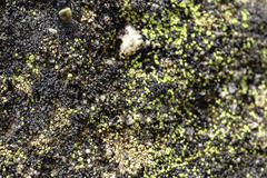 Flavoplaca