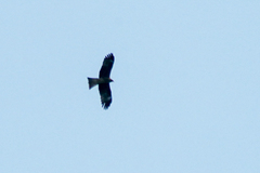 Milvus migrans lineatus