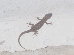 Gekko monarchus