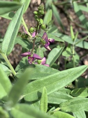 Polygala sphenoptera