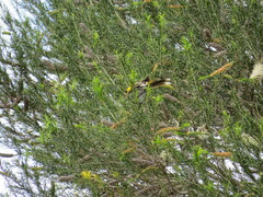 Phylidonyris novaehollandiae