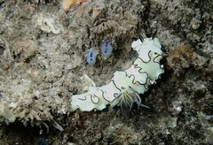 Doriprismatica atromarginata