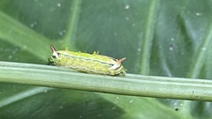 Birthamula rufa