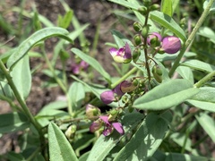 Polygala sphenoptera