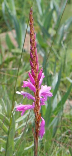 Mistbelt Watsonia (Watsonia canaliculata)