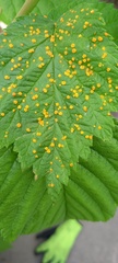 Phragmidium rubi-idaei