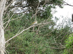 Gavicalis virescens
