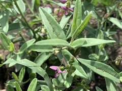 Polygala sphenoptera