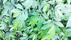 Elatostema lineolatum