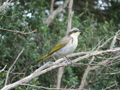 Gavicalis virescens