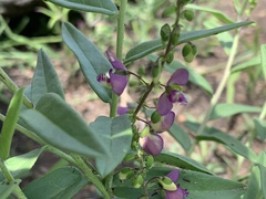 Polygala sphenoptera