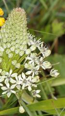 Schizocarphus nervosus