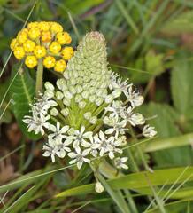 Schizocarphus nervosus