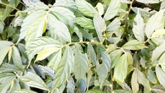 Elatostema lineolatum