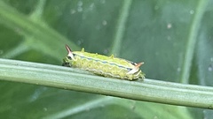 Birthamula rufa