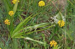 Schizocarphus nervosus