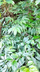Elatostema lineolatum