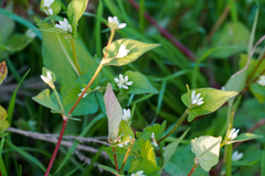 Persicaria thunbergii