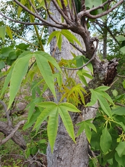 Cochlospermum gillivraei