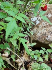 Idaeobatus