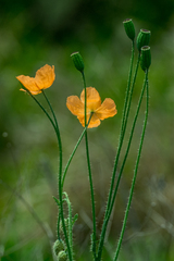 Papaver aculeatum