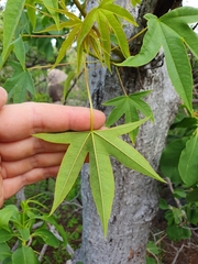 Cochlospermum gillivraei