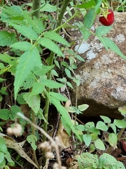 Idaeobatus