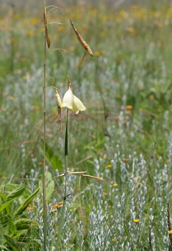 Dierama luteoalbidum, photograph 3