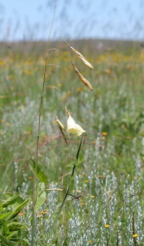 Dierama luteoalbidum, photograph 4