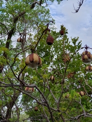 Cochlospermum gillivraei
