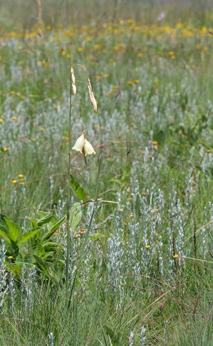 Dierama luteoalbidum, photograph 5