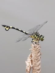 Sinictinogomphus clavatus