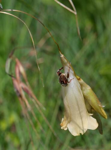 Dierama luteoalbidum, photograph 6