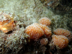 Aplidium benhami