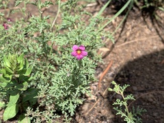 Jamesbrittenia aurantiaca