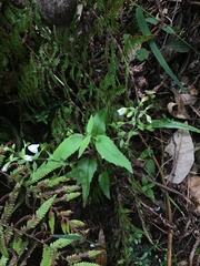 Veronica grosseserrata