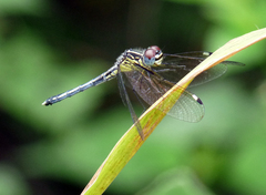 Hemistigma albipunctum