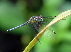 Hemistigma albipunctum