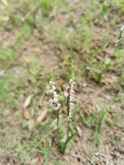Spiranthes sinensis