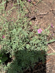 Jamesbrittenia aurantiaca