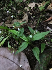 Veronica grosseserrata