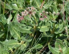 Xysmalobium parviflorum